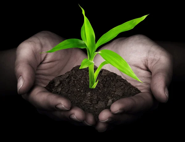 Plante dans les mains sur noir — Photo