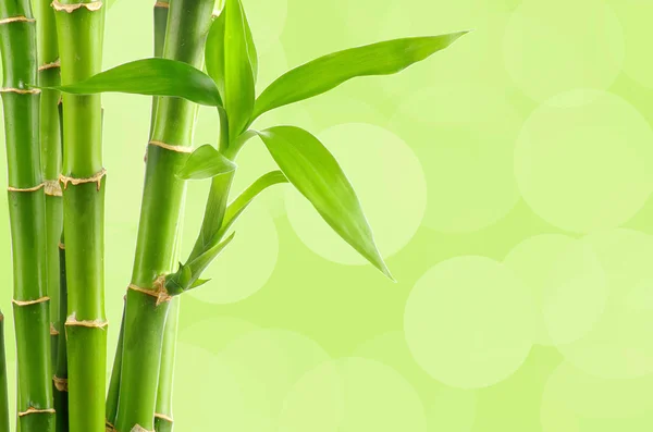 Naturlig bambusbakgrunn – stockfoto