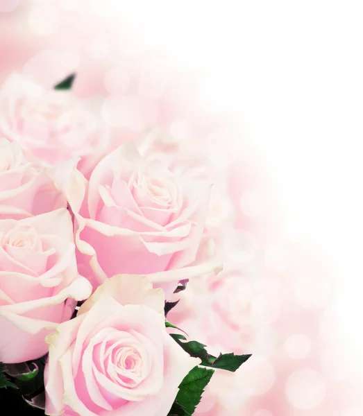 Růžové růže pozadí — Stock fotografie