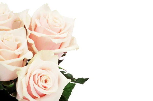 Pink roses background — Stock Photo, Image