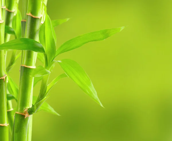 Natürliche Bambus Hintergrund — Stockfoto