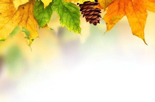 Beautiful autumn background — Stock Photo, Image