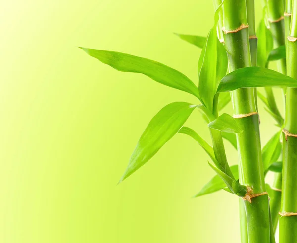 Natuurlijke bamboe achtergrond — Stockfoto