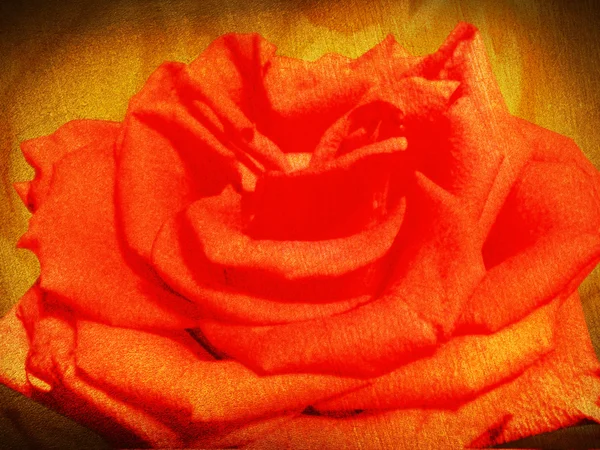 Rose ! Style rétro — Photo