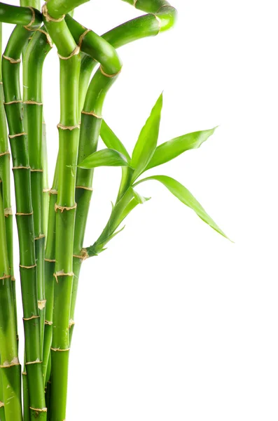 Fundo de bambu natural — Fotografia de Stock