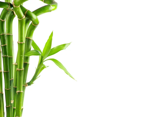 Natural bamboo background — Stock Photo, Image