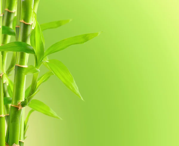 Natural bamboo background — Stock Photo, Image