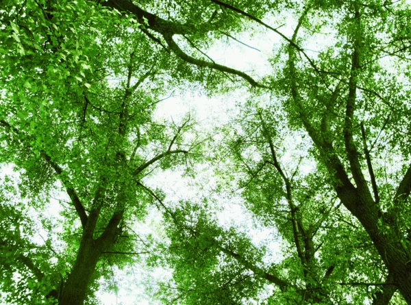 青い空を背景に緑の木々 — ストック写真