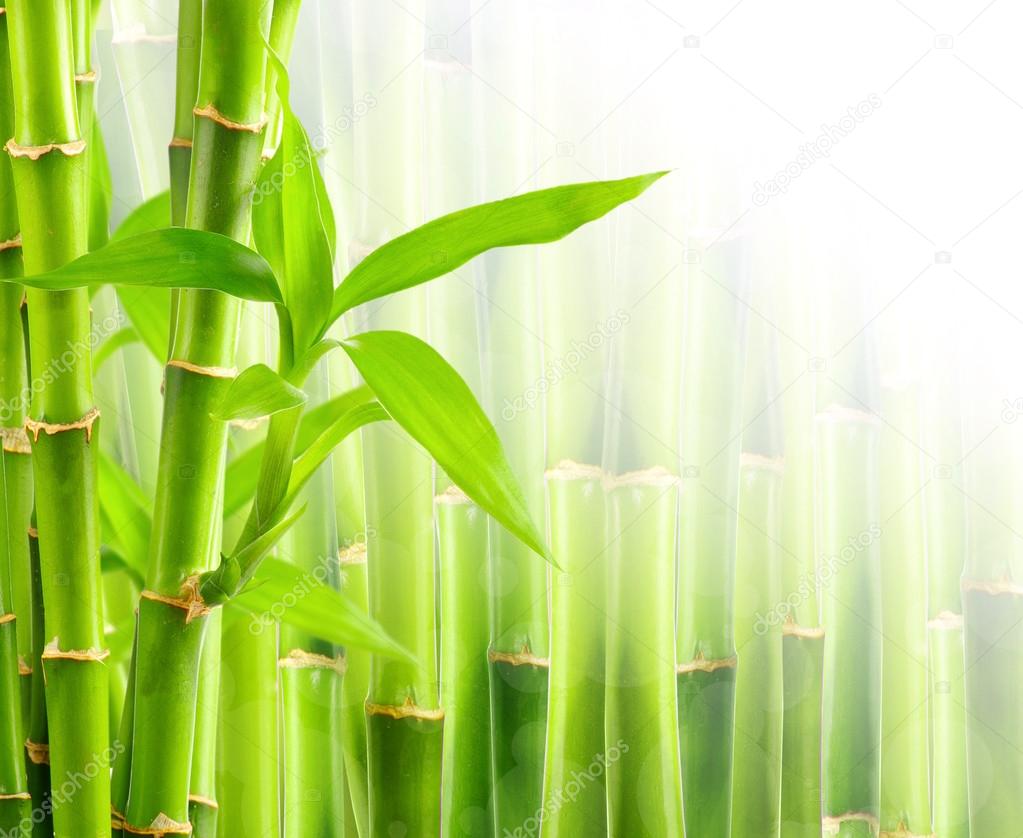 Natural bamboo background