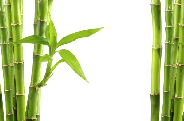 Naturlig bambus baggrund - Stock-foto
