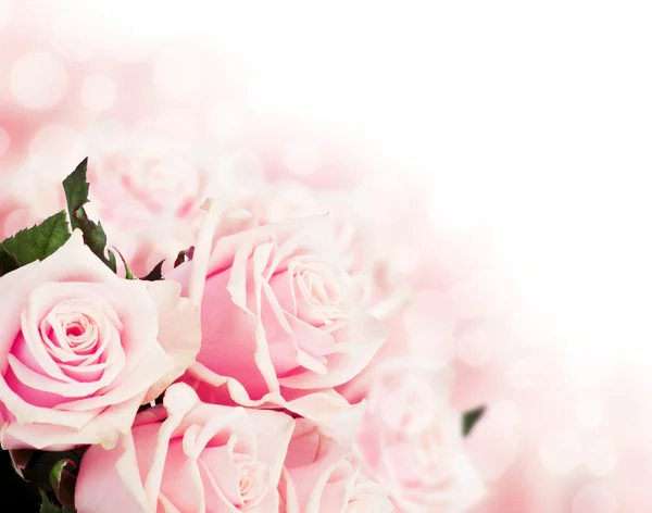 Pink roses background — Stock Photo, Image