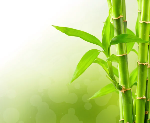 Natural bamboo background — Stock Photo, Image