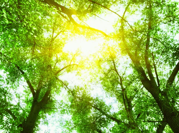 Green trees against blue sky — Stock Photo, Image