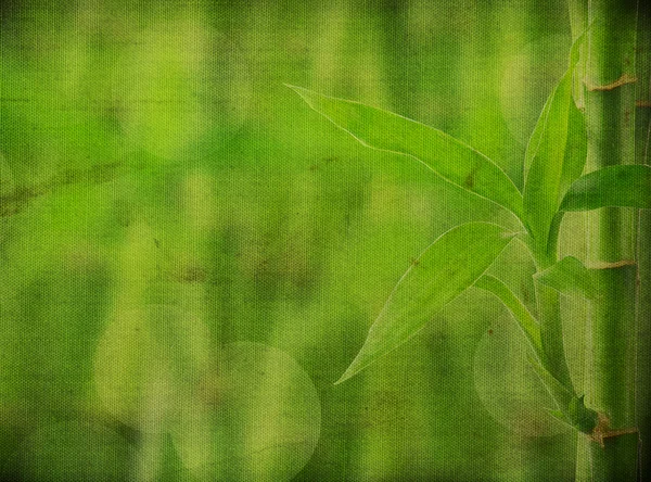 Latar belakang bambu alami — Stok Foto