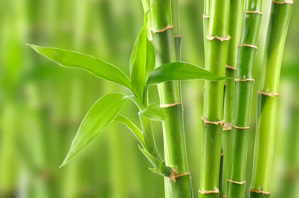 Natürliche Bambus Hintergrund — Stockfoto