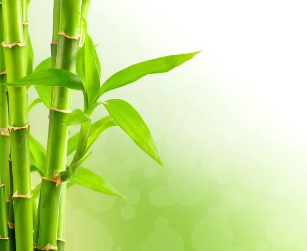 Doğal bambu arka plan — Stok fotoğraf