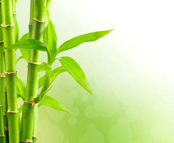 Natural bamboo background — Stock Photo, Image