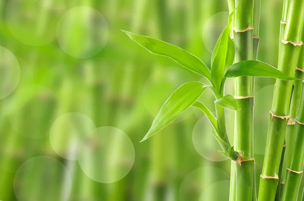 Natürliche Bambus Hintergrund — Stockfoto