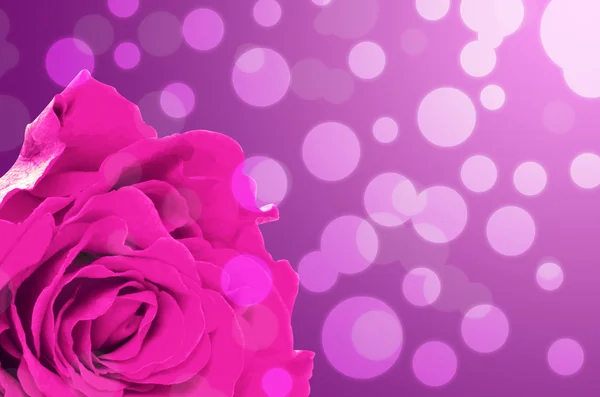 Rose on festive violet background — Stock Photo, Image