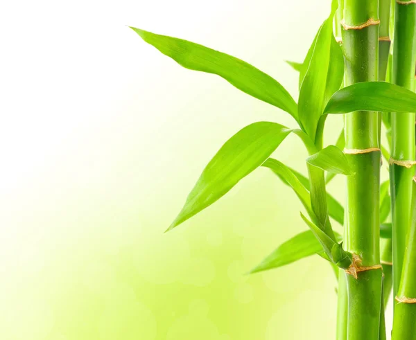 Natural bamboo background — Stock Photo, Image