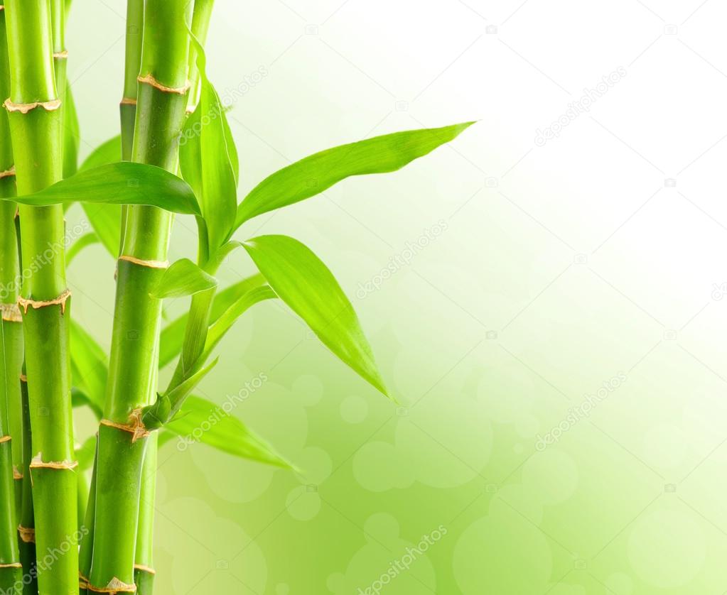 Natural bamboo background