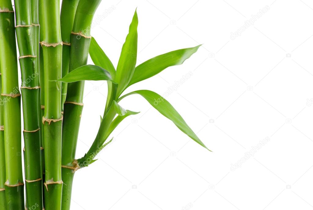 Natural bamboo background