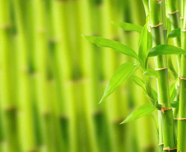 Fondo de bambú natural —  Fotos de Stock