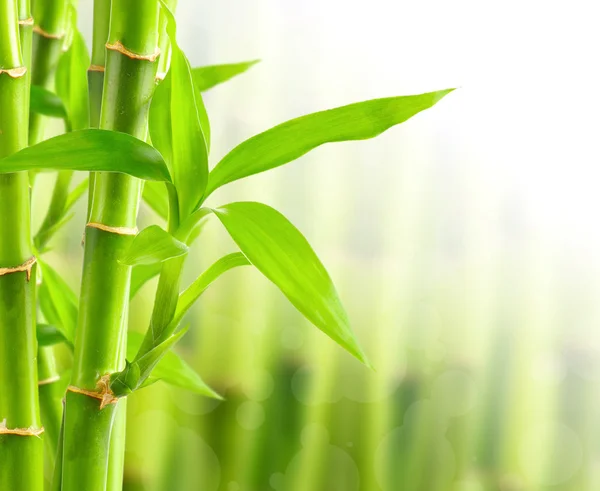 Fundo de bambu natural — Fotografia de Stock