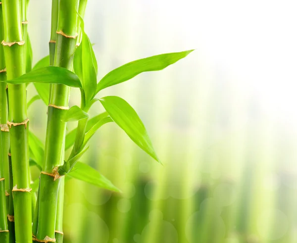 Естественный бамбуковый фон — стоковое фото