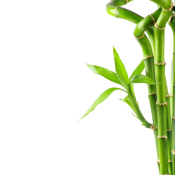 Natural bamboo background — Stock Photo, Image