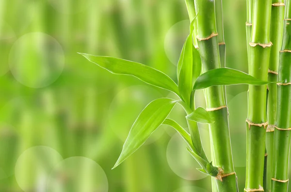 Doğal bambu arka plan — Stok fotoğraf