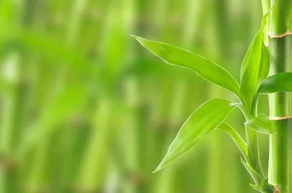 Fundo de bambu natural — Fotografia de Stock