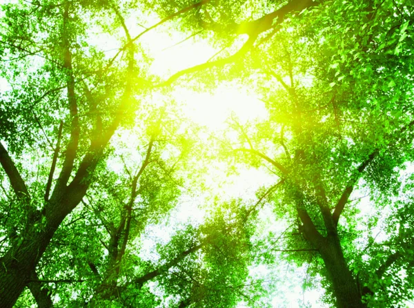 Slunce v zelené listy — Stock fotografie