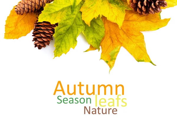 Jesienią liście tło — Zdjęcie stockowe
