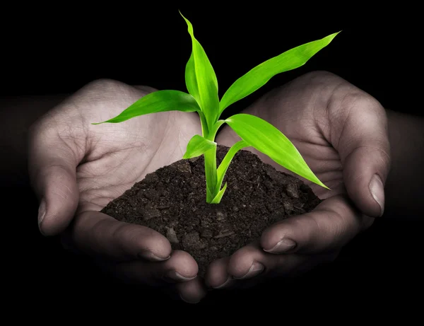 Plant in hands on black — Stock Photo, Image