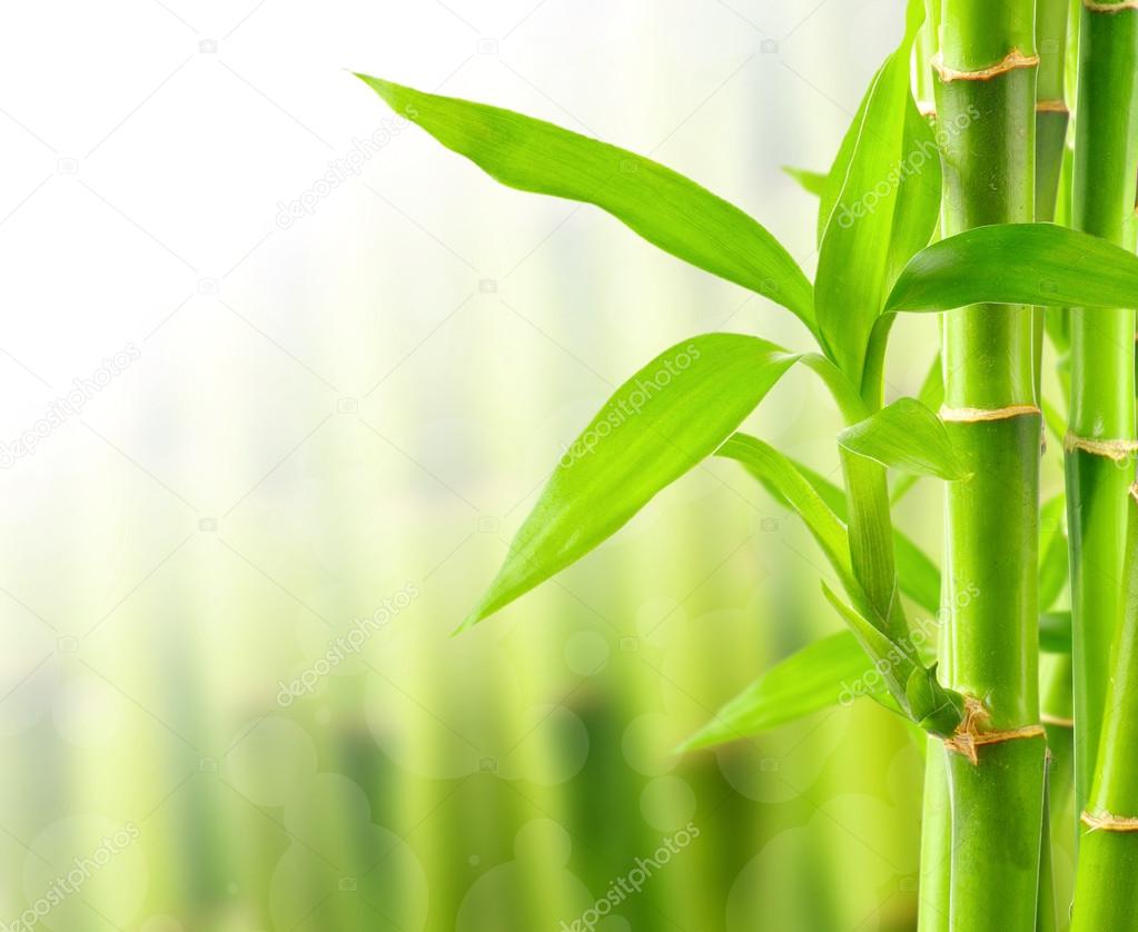 Natural bamboo background