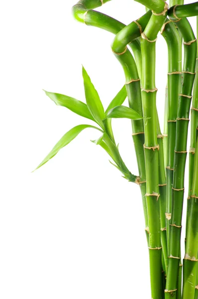 Natural bamboo background — Stock Photo, Image