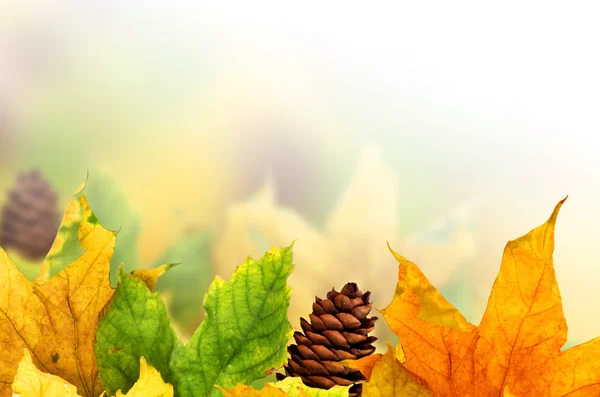 Beautiful autumn background — Stock Photo, Image