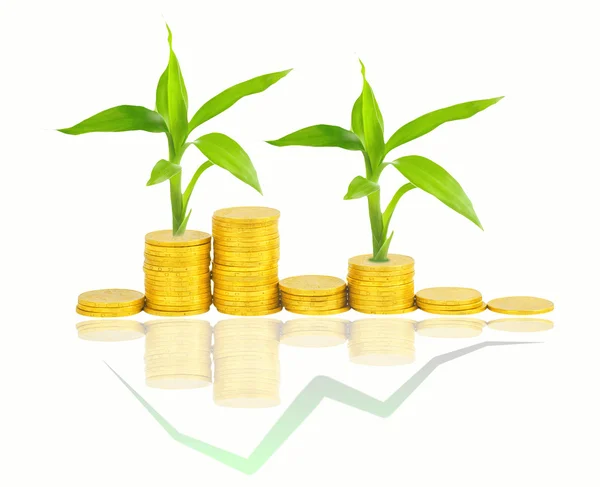 Gold coins and plant isolated — Stock Photo, Image