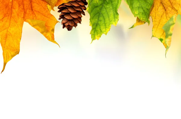 Background with maple leaves — Stock Photo, Image