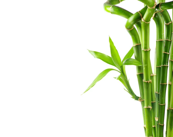 Natural bamboo background — Stock Photo, Image