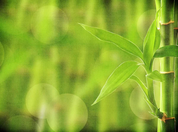 Bamboo background with copy space — Stock Photo, Image