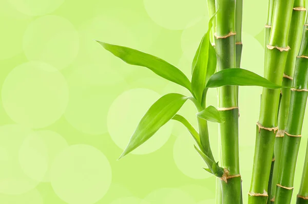 Bamboo background with copy space — Stock Photo, Image