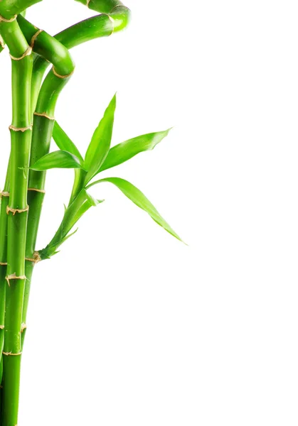 Bamboo background with copy space — Stock Photo, Image