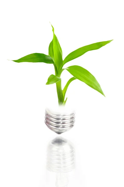 Lamp met plant binnen — Stockfoto