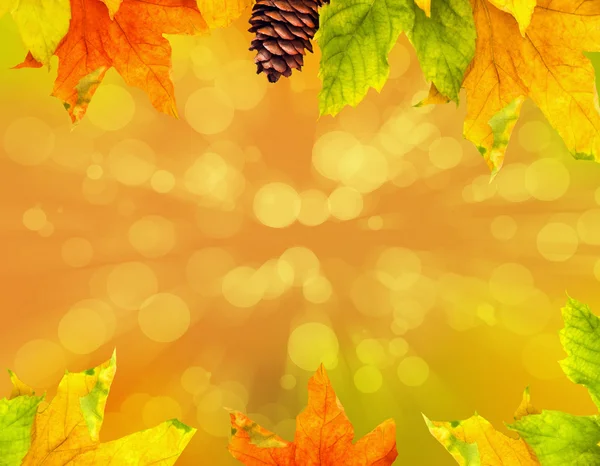 Autumn maple leaves with copy space — Stock Photo, Image