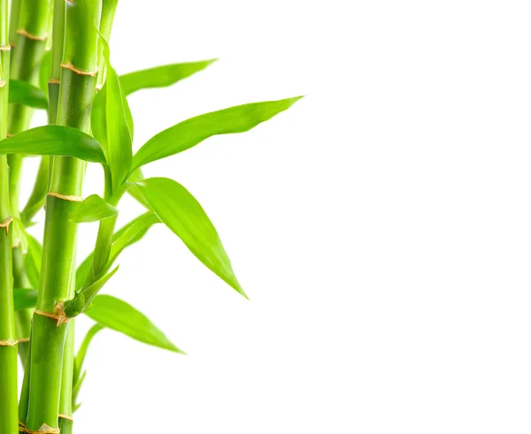 Green bamboo with leaves — Stock Photo, Image