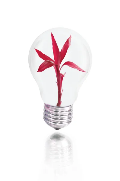 Bulb with red plant — Stock Photo, Image