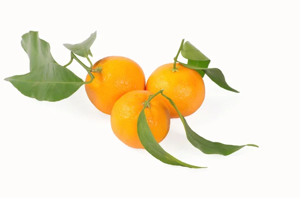 Mandarinen mit grünen Blättern — Stockfoto