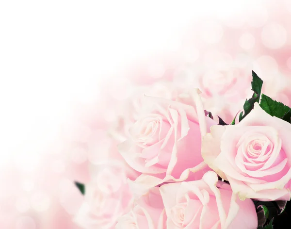 Pink roses with copy space — Stock Photo, Image